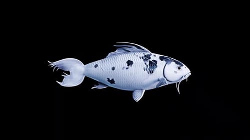 Black Fish Swimming
