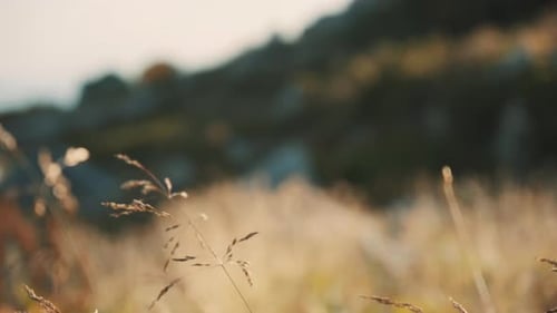 Tall Grass Waving in the Summer Breeze