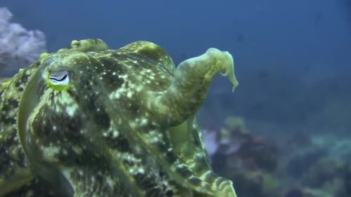 Colorful Cuttlefish Underwater Close-up View in Ocean