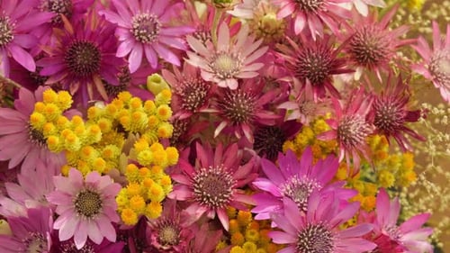 Bright Close Up of Pink and Yellow Flowers