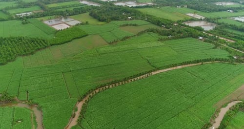 Aerial View of Cu Lao Dung Sugarcane Fields, Soc Trang