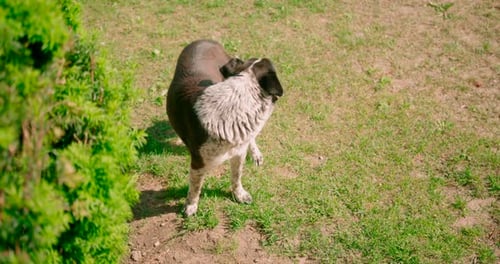 Stray dog turn head and posing towards the camera