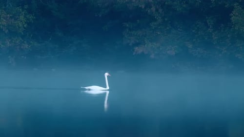 Cygne blanc