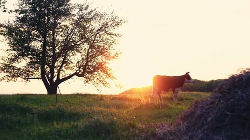 Cow on Green Grass and Evening Sky with Solar Light