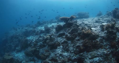 Scenic Underwater View with Corals and Tropical Fish in Blue Ocean