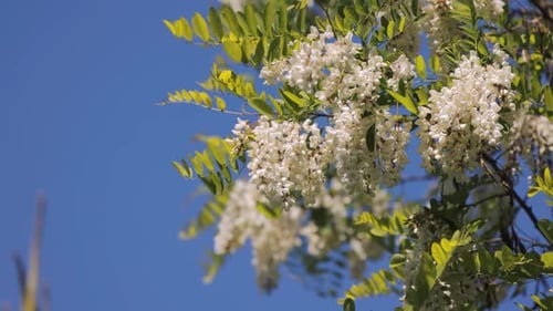 White Blossoms Swaying on a Tree Branch