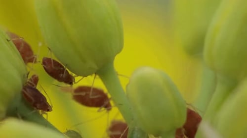 Cinematic And Majestic View Of Aphids on Flowers