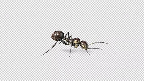 Zombie Ant Run 3