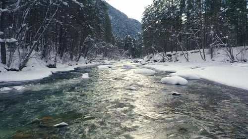 Beautiful snow scene forest in winter. Flying over of river and pine trees covered with snow.