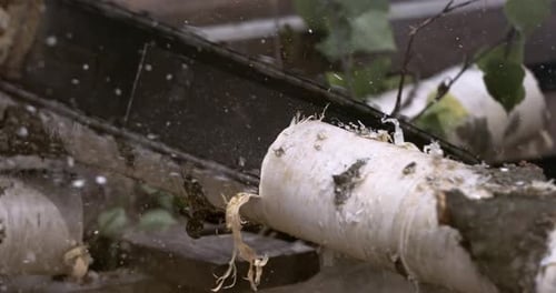 Chainsaw Cutting Birch Wood Log into Timber