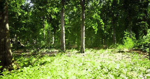 Lush Forest Exploring the Beauty of Nature in a Sunlit Woodland