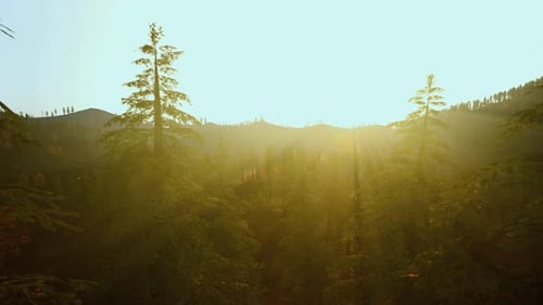 L'aube radieuse illumine un paysage couvert de brume avec des pins
