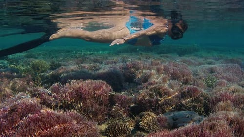 Woman Swims Underwater in the Tropical Sea and Slowly Moves Over the Vivid and Pink Coral Reef with