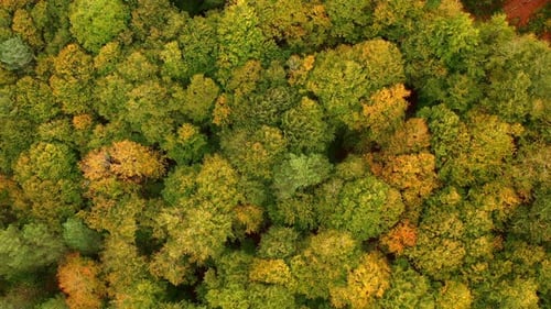 Autumn Colors And Forest