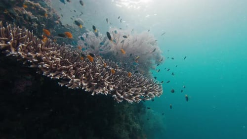School of Fish Swimming Near a Coral Reef in the Ocean