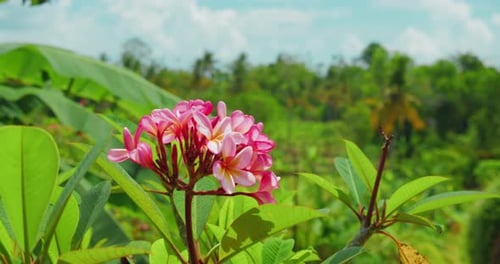 Pink Red Frangipani Flowers Bloom on Tree Branch in the Rainforest