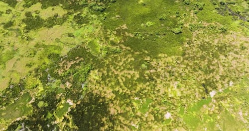 Agusan Marsh Wildlife Sanctuary in the Philippines