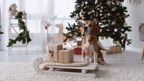 Beagle Dog in Christmas Time