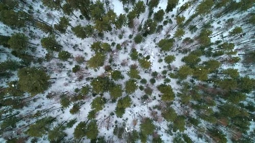 Aerial Top Down View Winter Forest Evergreen Trees on the Snow Amazing Winter Landscape