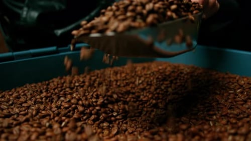 a factory worker collects freshly roasted aromatic coffee beans with a spatula for sale