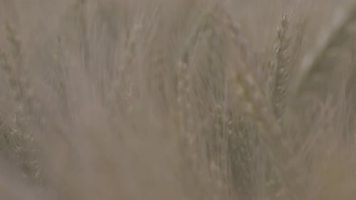 Wheat Ears in the Field