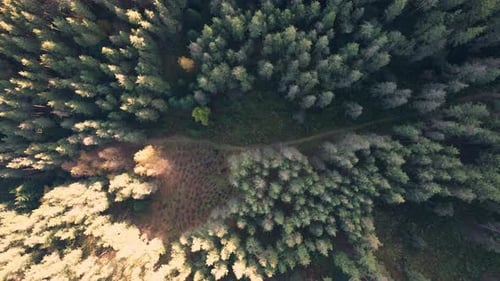 Drohnenansicht des Herbstwaldes und der farbigen Bäume