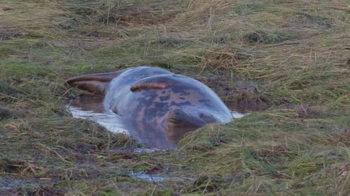 Atlantic Grey seal breeding season, newborn pups with white fur, mothers nurturing and bonding in th