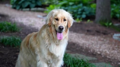Blonde Fur Retriever Dog Panting in Grassy Setting