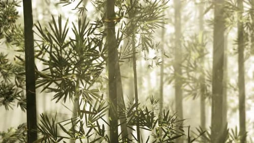 A Serene Bamboo Grove Enveloped in a Mystical Fog