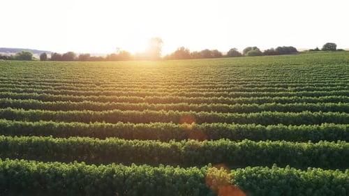 Aerial view of green fields with currants at beautiful sunny day