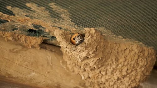 Lesser striped swallow flies from entrance of mud nest against ceiling, close up
