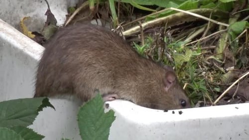 An adult Brown, Rat,Rattus norvegicus, a common naturalized species in Britain. Autumn. UK
