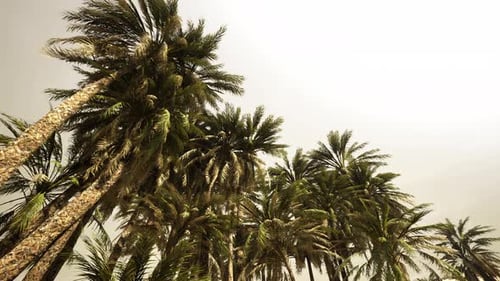 Swaying Tropical Palm Trees Animated Background