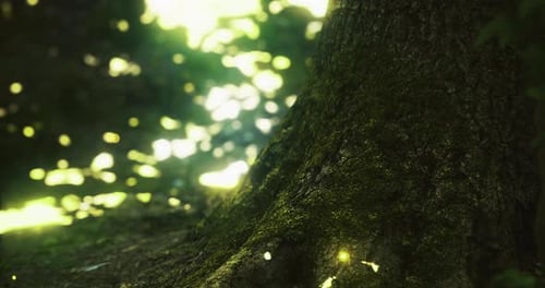 Glowing Sunlight Filtering Through Trees Near a Mossy Tree Trunk