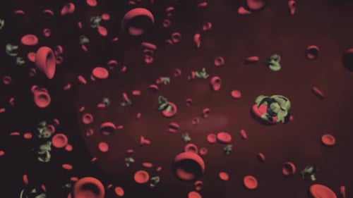 Red Blood Cells and Platelets in Motion