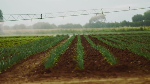 Irrigation System Waters Farm Field With Green Crops