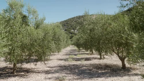 Rows of olive trees on an olive plantation. An olive grove in the mountains.