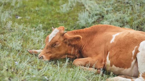 Cow Resting in Grassy Field During Daytime