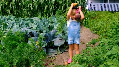 a Child Harvests in the Garden Selective Focus
