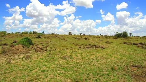 Концепция животных, природы и дикой природы — выпас зебр в национальном парке Масаи-Мара