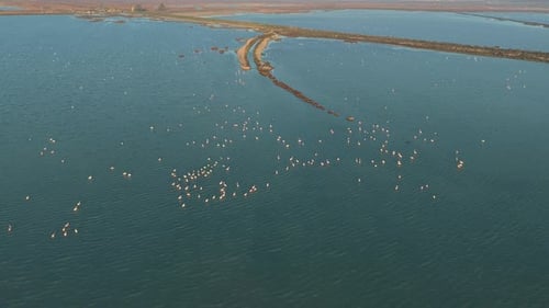 Aerial view of flamingos swimming in a lagoon at sunset