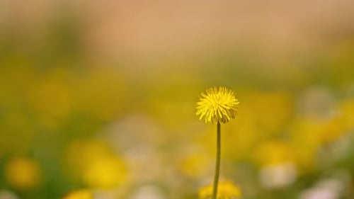 Löwenzahnblüte auf der Wiese,