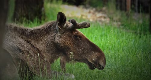 Moose Resting in Grassy Field Close Up