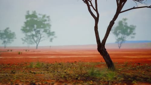 A Solitary Tree Standing in a Vibrant Red Field