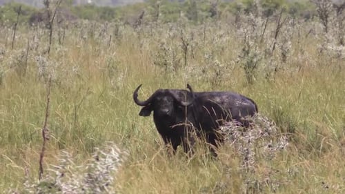 UN JEUNE BUFFLE SEUL DANS LA JUNGLE