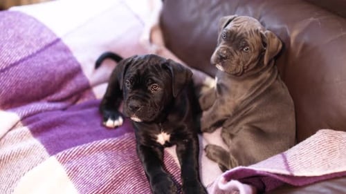 Two Cute Puppies on a Plaid Blanket