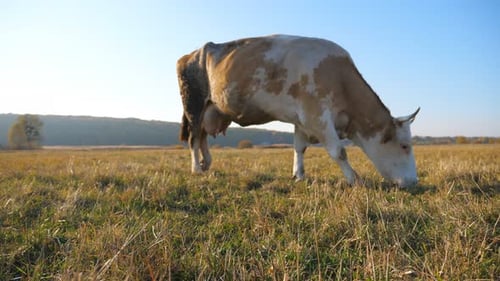 Cow Eating Fresh Green Grass at Lawn Cattle Grazing on Pasture or Field Beautiful Landscape of