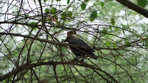 Ein Vogel sitzt auf einem Ast im Wald, er ist schwarz