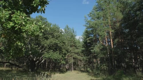 Landschaft im Sommerwald