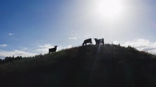 Back lit silhouette of three cows standing on hill, aerial